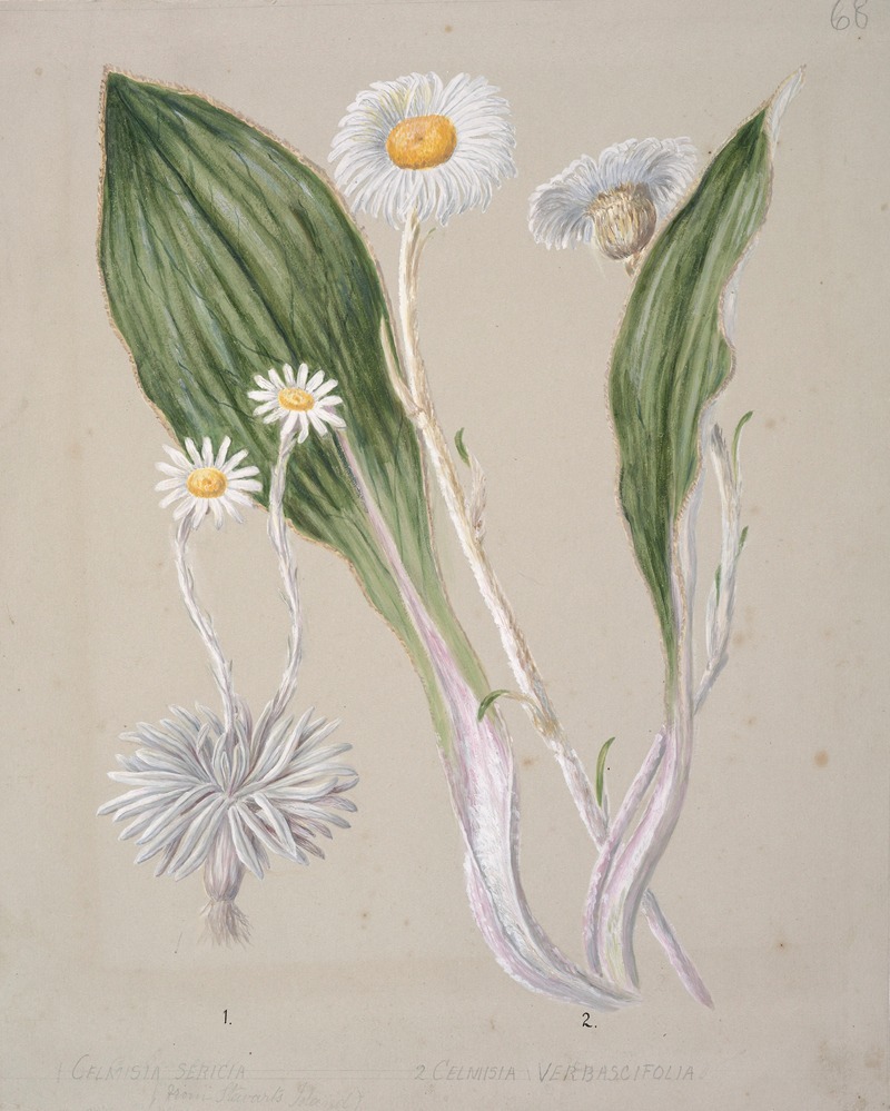 Celmisia (mountain daisy) by Sarah Featon — digital art print download