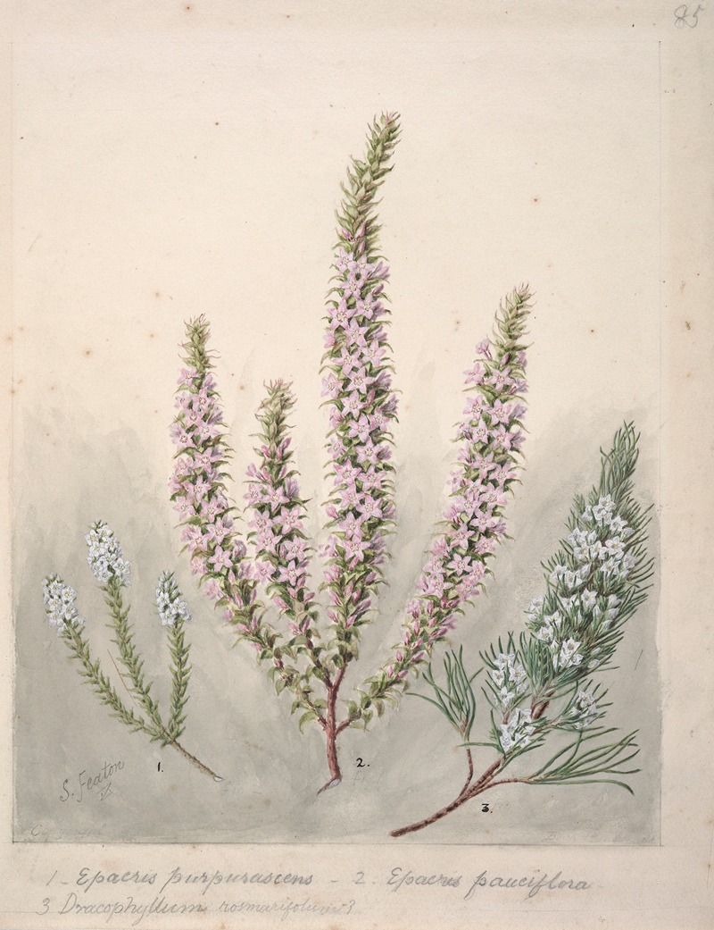 Epacris(2species); Dracophyllum(1 species) — Sarah Featon