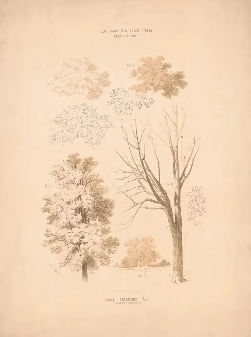 Пейзажные этюды в сепии. Этюды деревьев; ясень by Х. Хитчинс, 1876 — digital art print download
