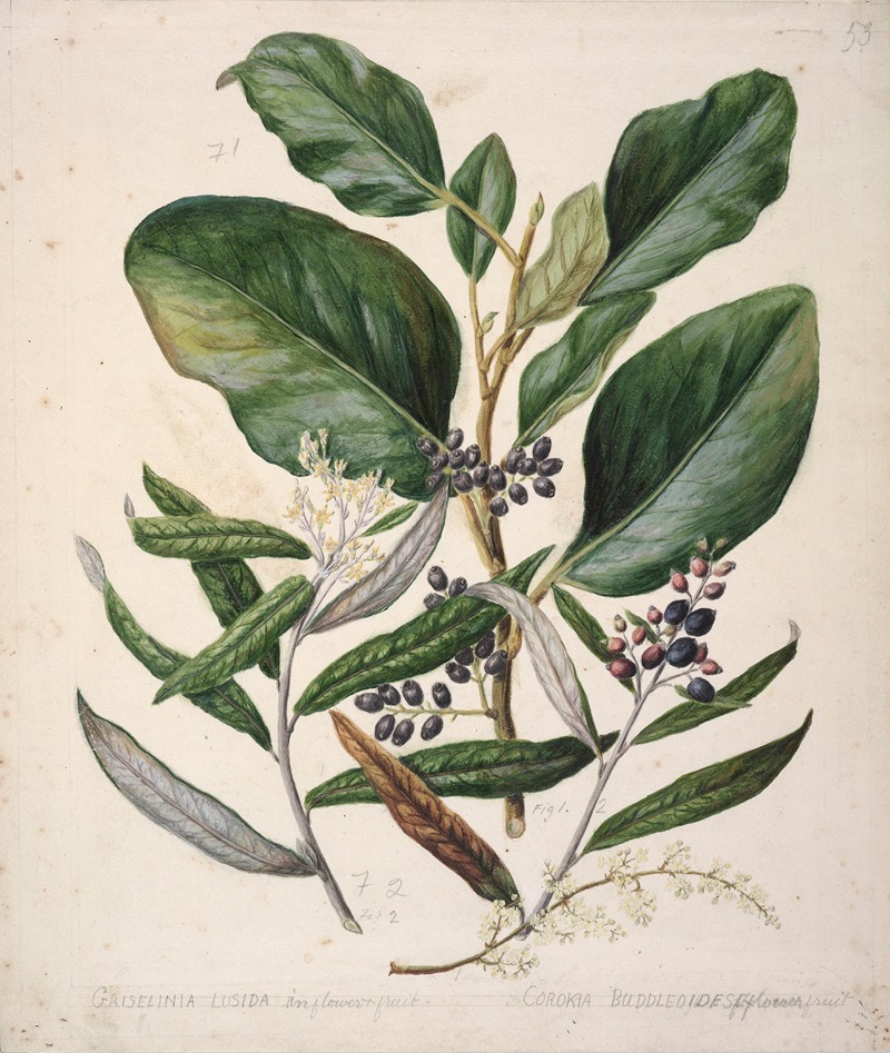 Griselinia lucida; Corokia Buddleoides by Sarah Featon — digital art print download