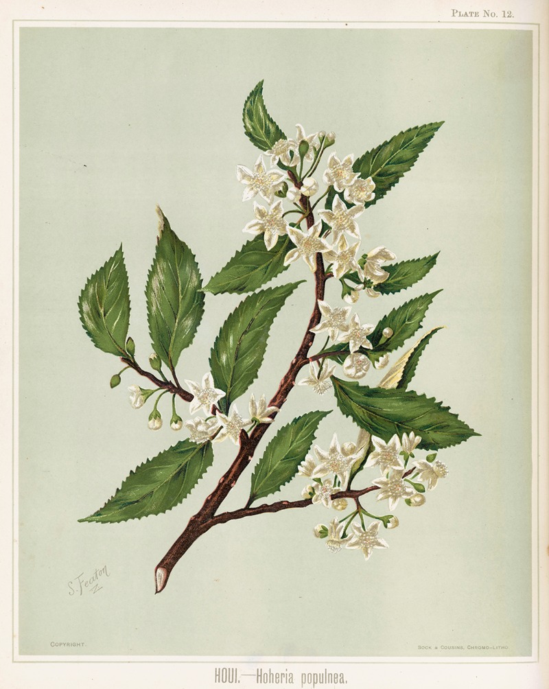 Houi. – Hoheria populnea. Plate 12 — Sarah Featon