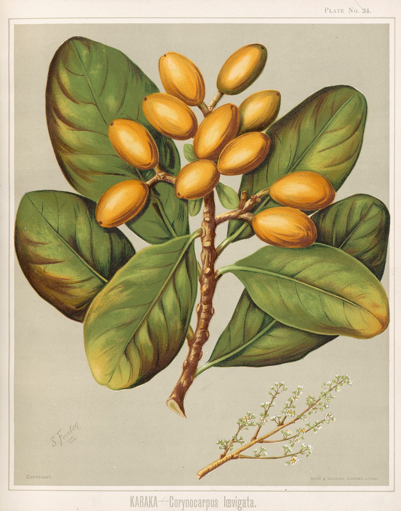 Karaka – Corynocarpus Ioevigata. Plate 24 — Sarah Featon