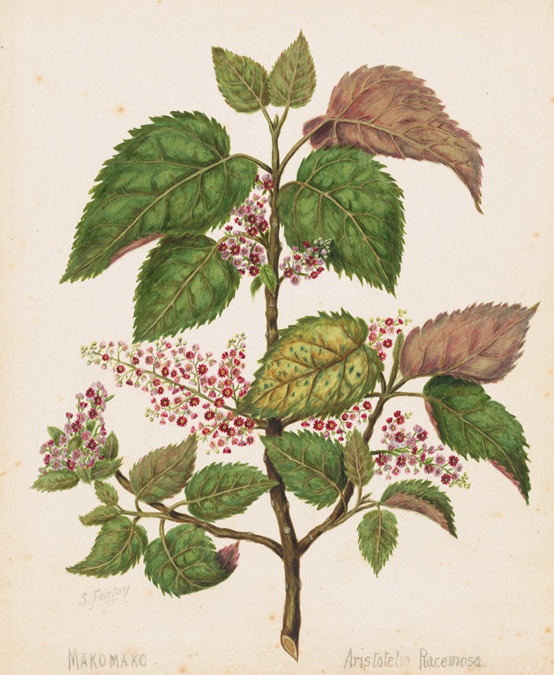 Makomako – Aristotelia racemosa — Sarah Featon