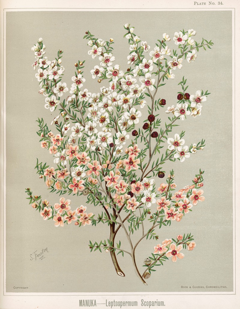 Manuka – Leptospermum scoparium. Plate 34 — Sarah Featon