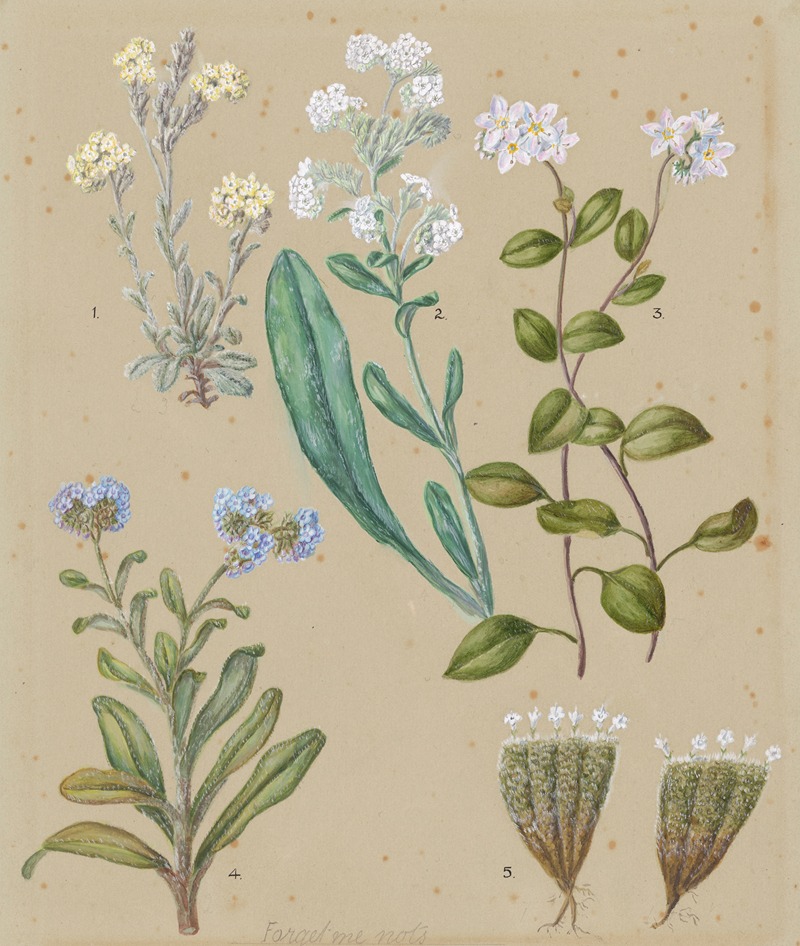 Myosotis species (5) Forget-me-not — Sarah Featon