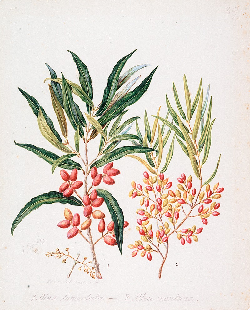 Nestegis lanceolata; N. montana — Sarah Featon
