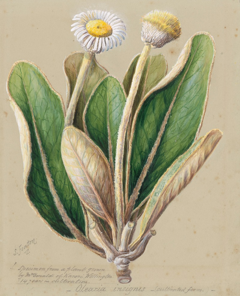 Pachystegia insignis by Sarah Featon — digital art print download