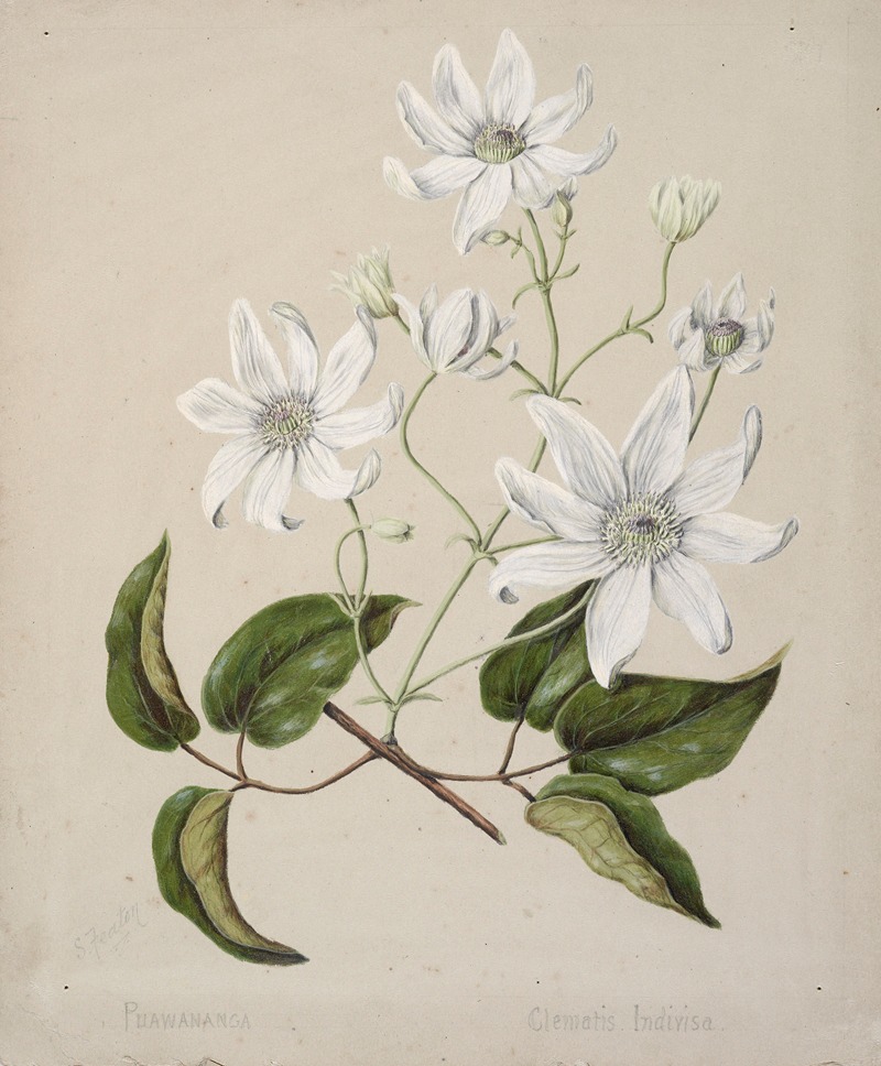 Puawananga – Clematis indivisa by Sarah Featon — digital art print download