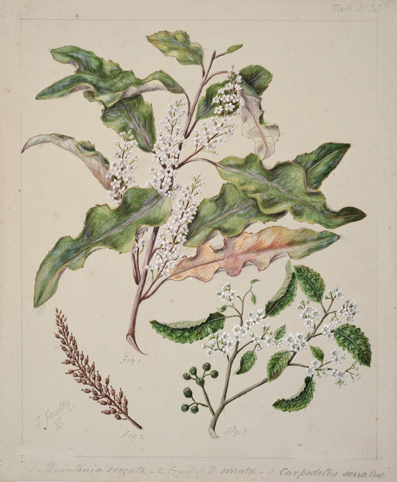Quintinia serrata; Carpodetus serratus — Sarah Featon