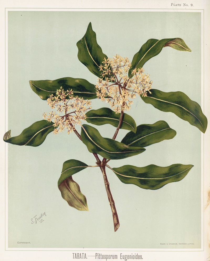 Tarata, – Pittosporu eugenioides. Plate 9 — Sarah Featon