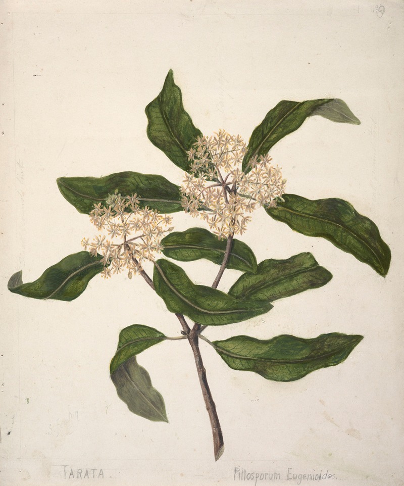 Tarata, Pittosporum eugenioides by Sarah Featon — digital art print download