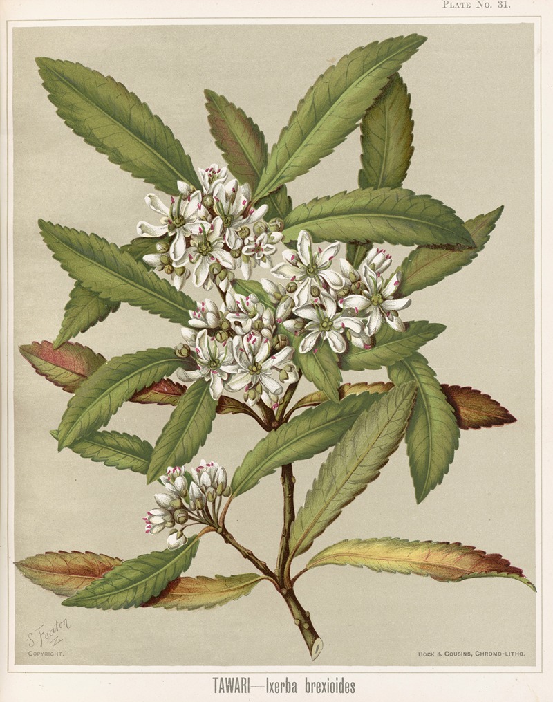 Tawari – Ixerba brexioides. Plate 31 — Sarah Featon