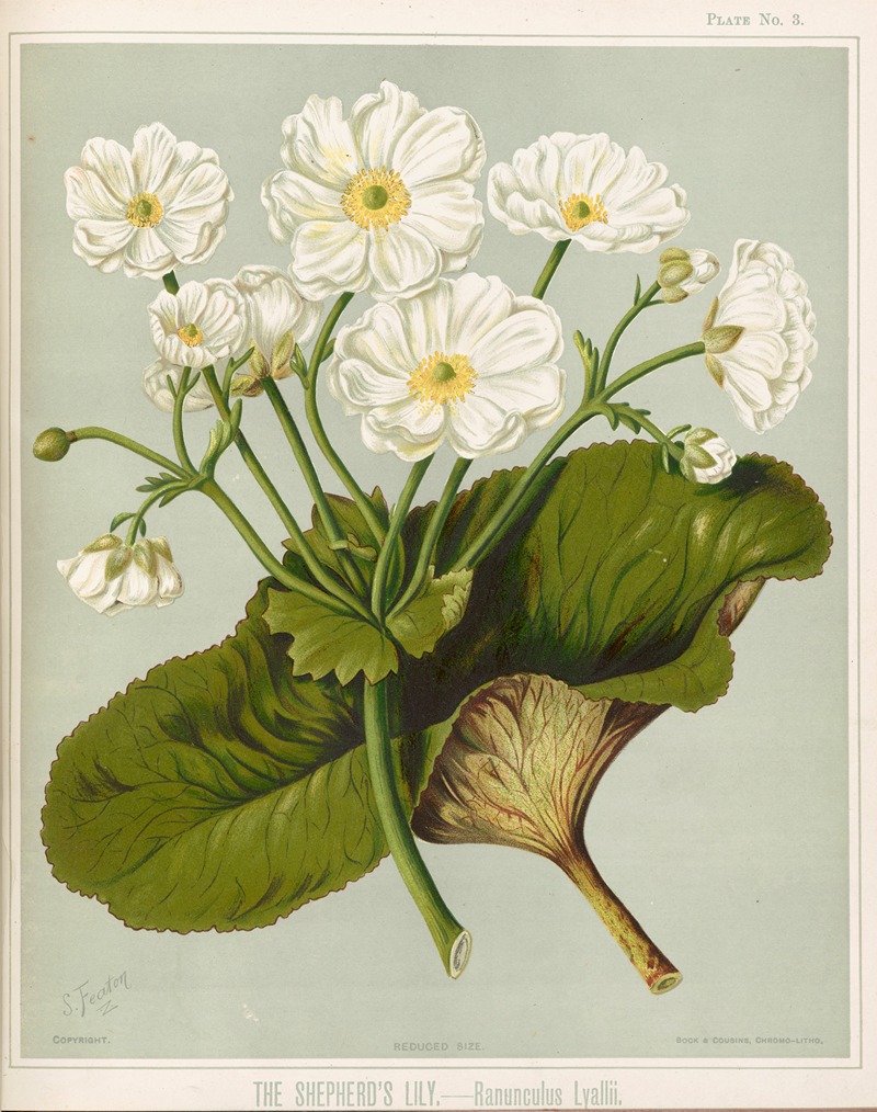 The Shepherd's Lily. – Ranunculus lyallii. Plate 3 — Sarah Featon