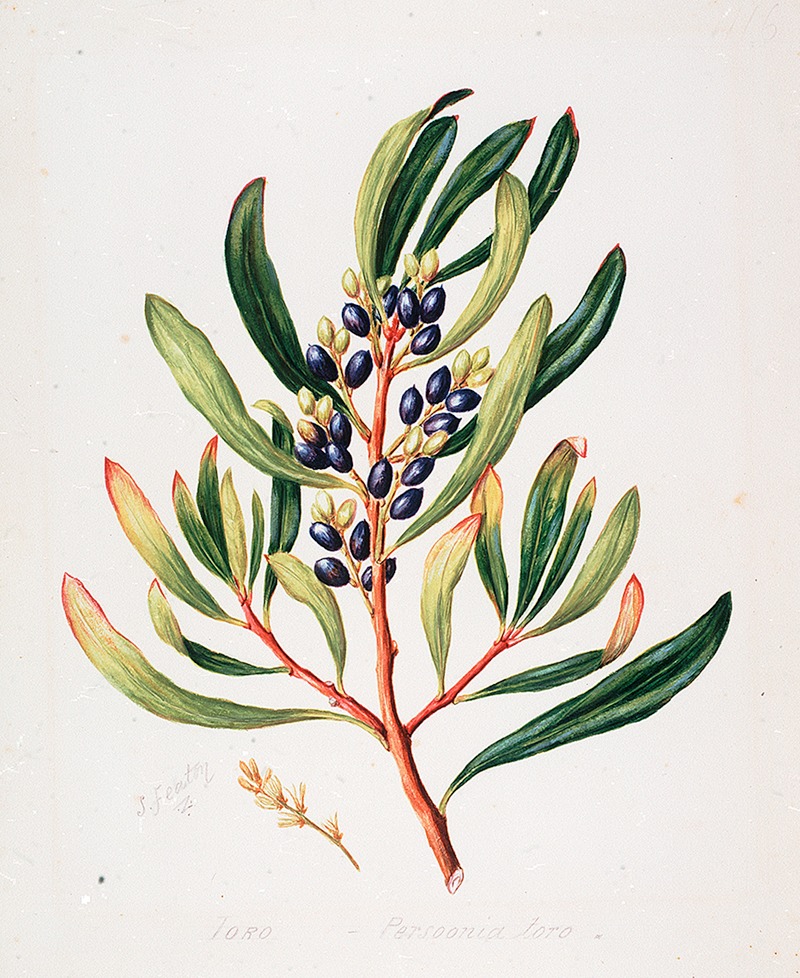 Toronia toru by Sarah Featon — digital art print download