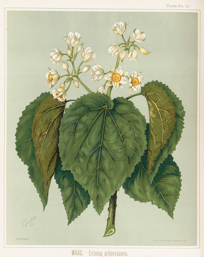 Whau. – Entelea arborescens. Plate 13 — Sarah Featon