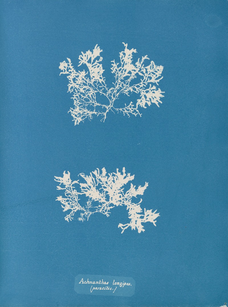 Achnanthes longipes (parasitic) — Анна Аткинс