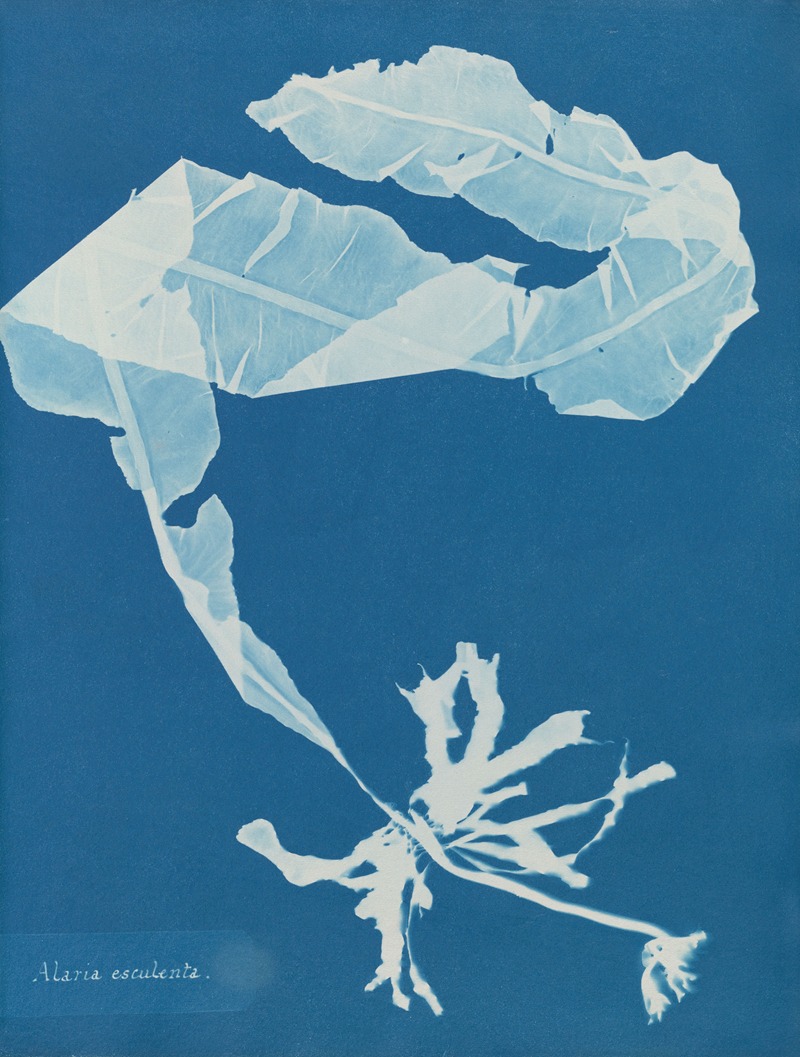 Alaria esculenta by Anna Atkins, 1843-1853 — digital art print download