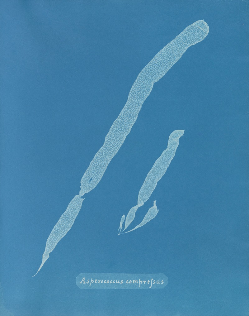 Asperococcus compressus by Anna Atkins, 1843-1853 — digital art print download