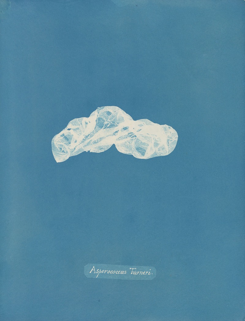 Asperococcus Turneri by Anna Atkins, 1843-1853 — digital art print download