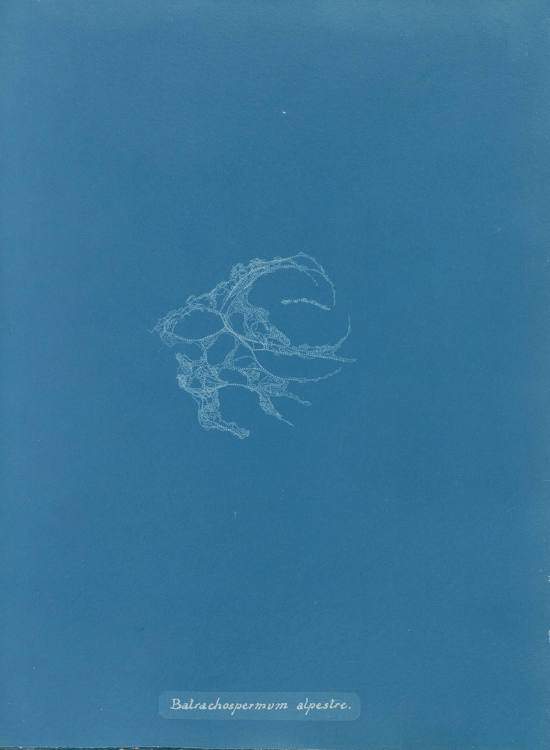 Batrachospermum alpestre by Anna Atkins, 1843-1853 — digital art print download