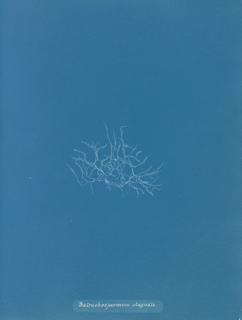 Batrachospermum stagnale by Anna Atkins, 1843-1853 — digital art print download