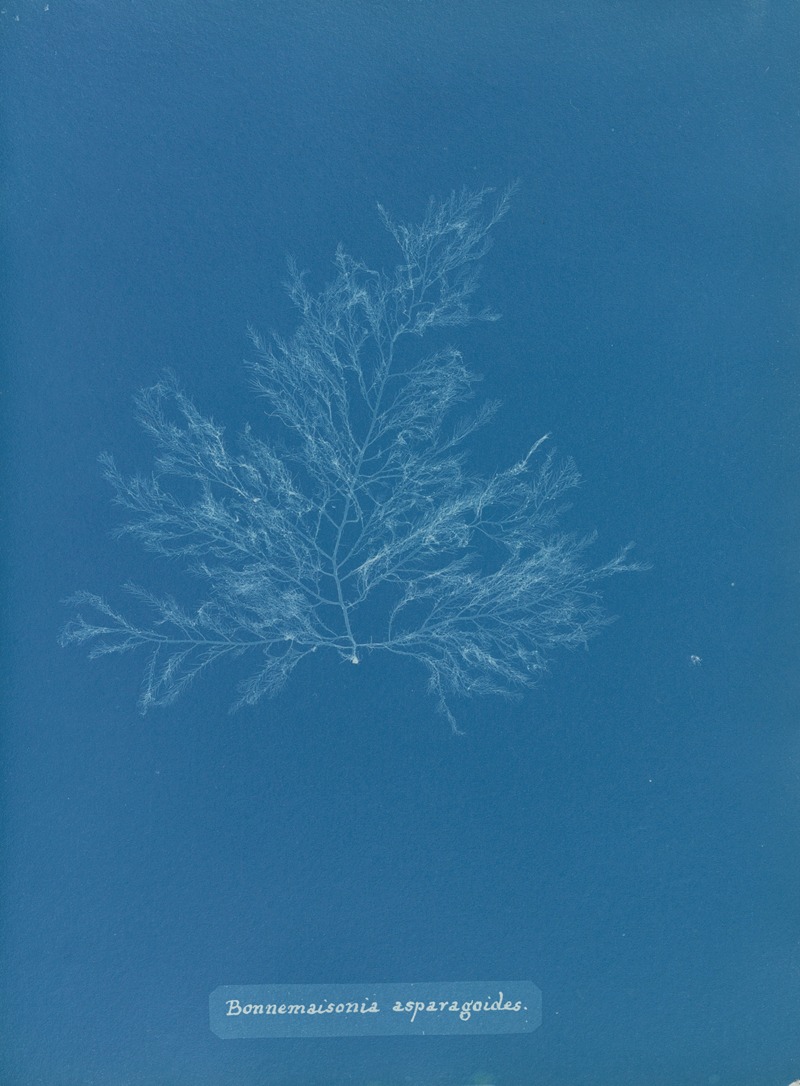 Bonnemaisonia asparagoides. by Anna Atkins, 1843-1853 — digital art print download