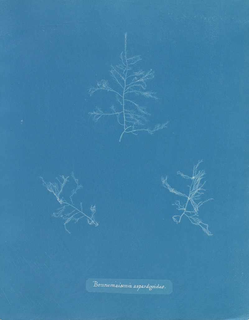 Bonnemaisonia asparagoides by Anna Atkins, 1843-1853 — digital art print download