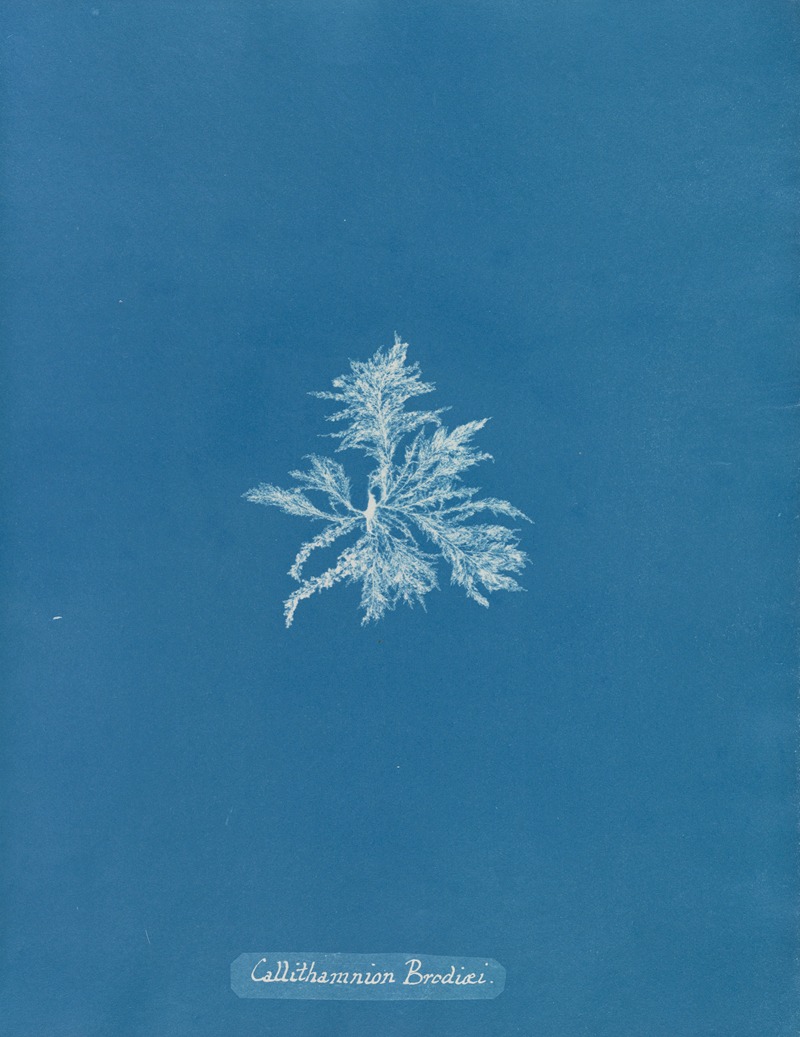 Callithamnion Brodiæi by Anna Atkins, 1843-1853 — digital art print download
