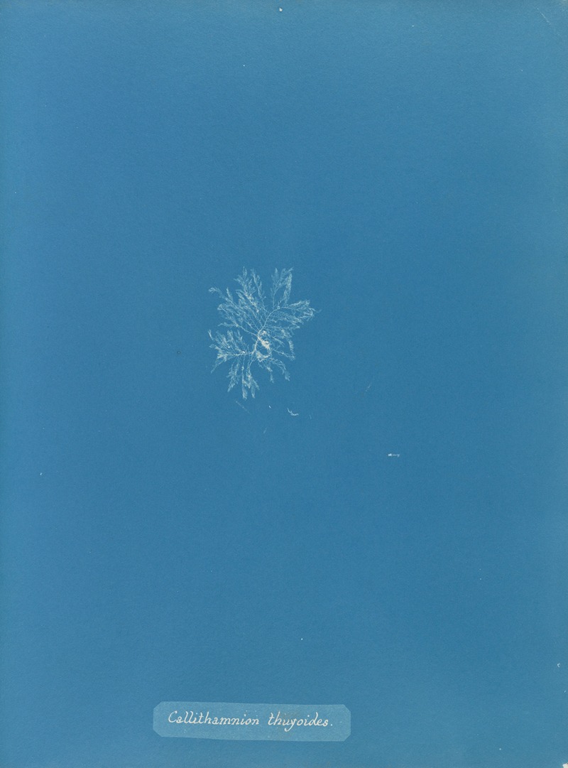 Callithamnion thuyioides by Anna Atkins, 1843-1853 — digital art print download