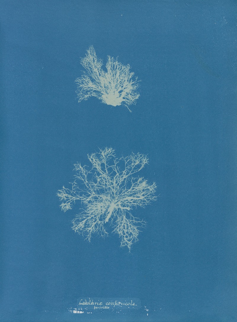 Calothrix confervicola by Anna Atkins, 1843-1853 — digital art print download