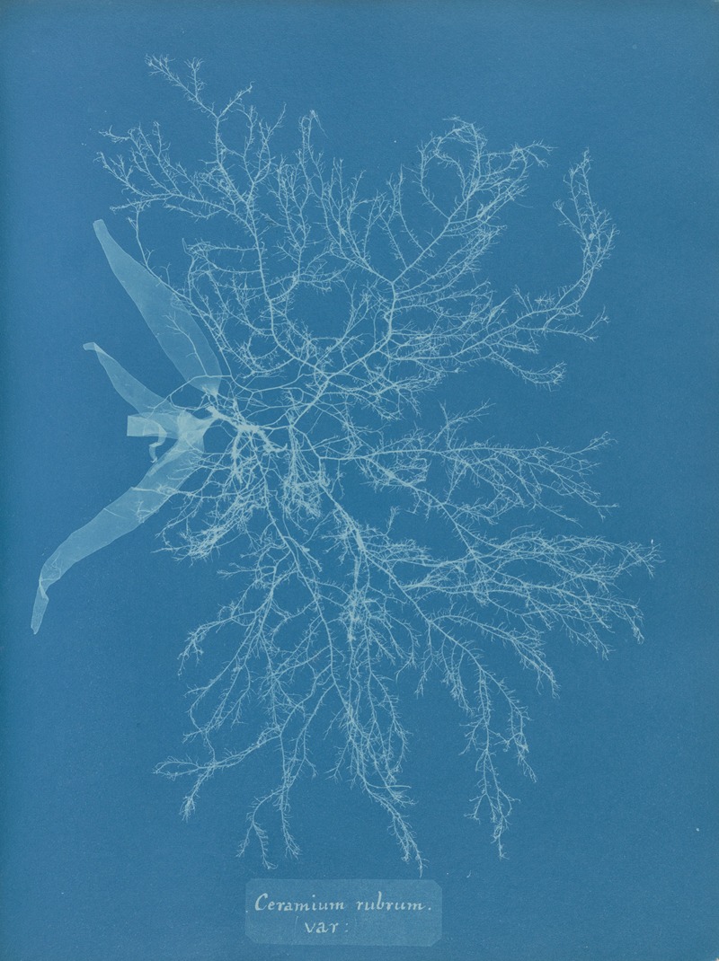 Ceramium rubrum, var. by Anna Atkins, 1843-1853 — digital art print download