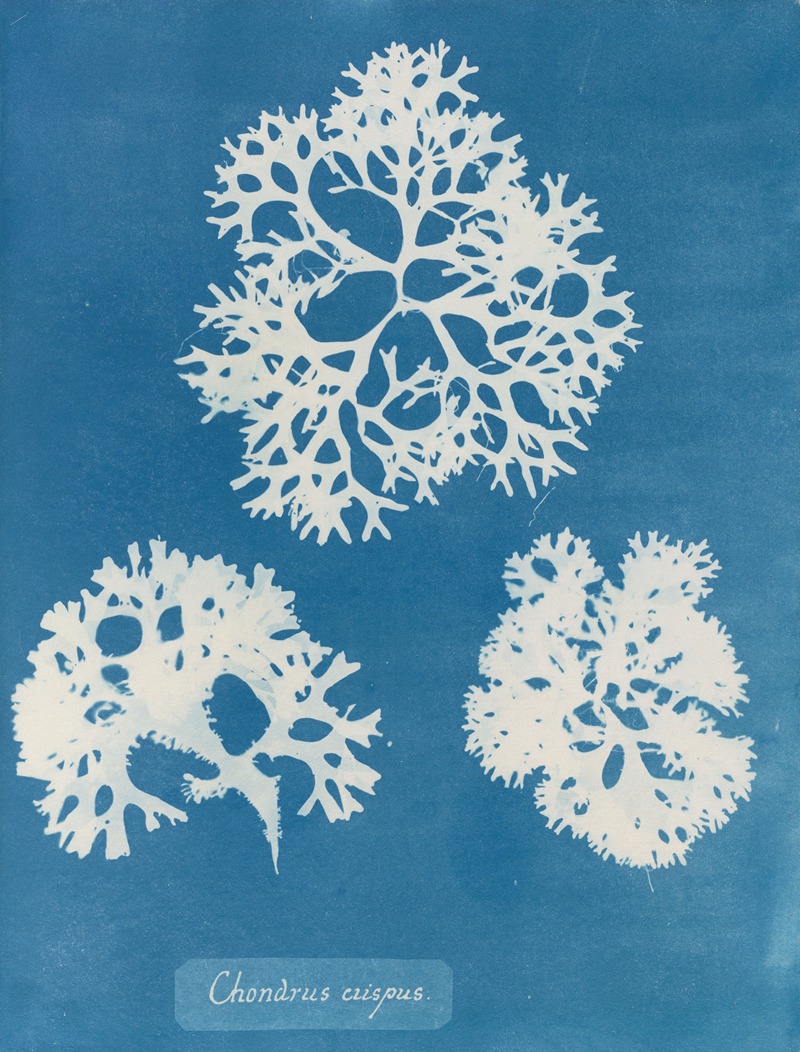 Chondrus crispus by Anna Atkins, 1843-1853 — digital art print download