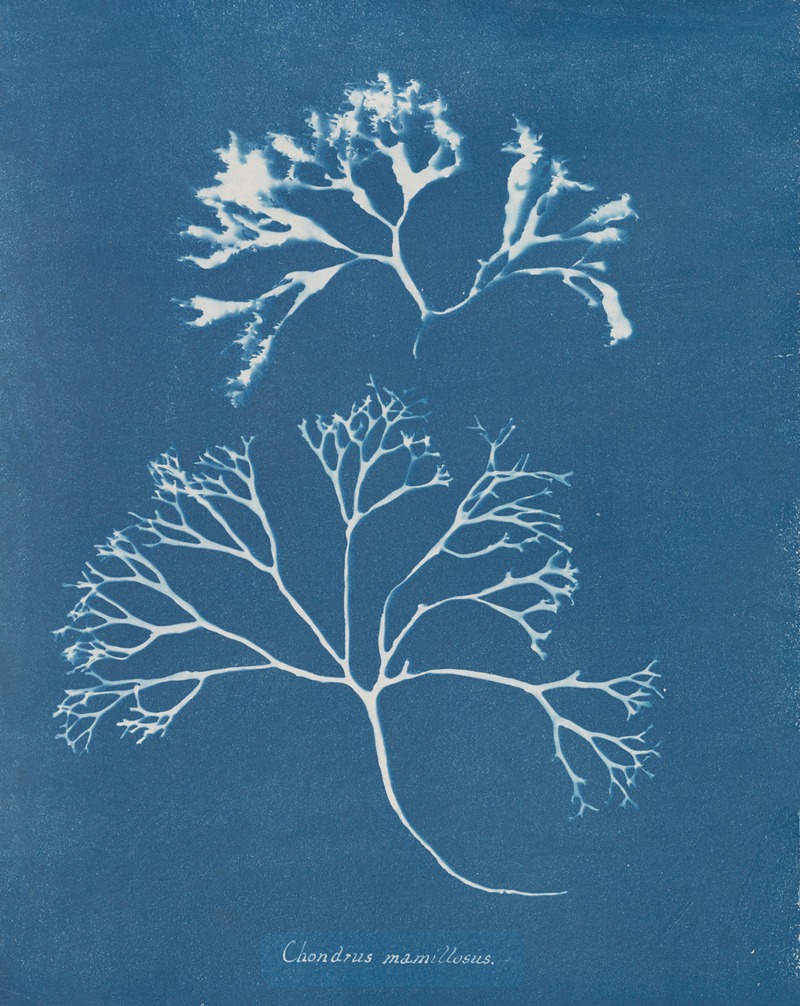 Chondrus mamillosus by Anna Atkins, 1843-1853 — digital art print download