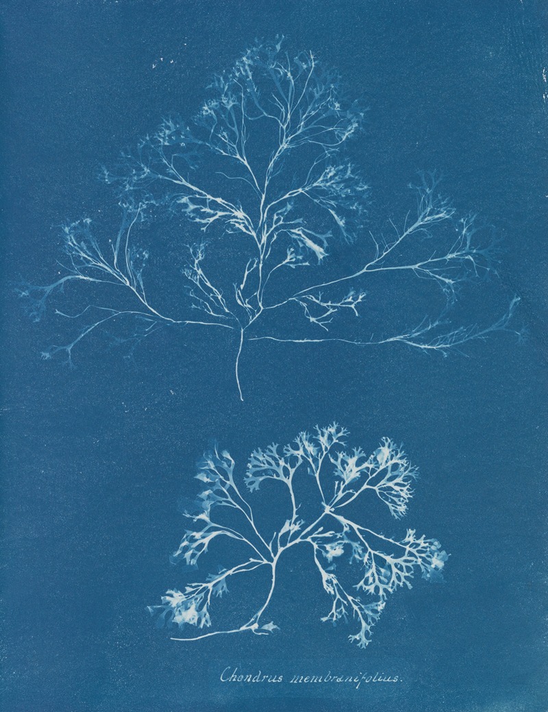 Chondrus membranifolius by Anna Atkins, 1843-1853 — digital art print download