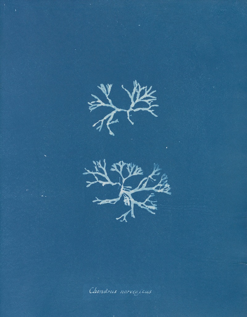 Chondrus norvegicus by Anna Atkins, 1843-1853 — digital art print download
