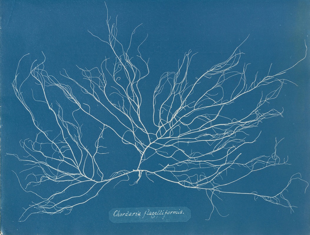 Chordaria flagelliformis. by Anna Atkins, 1843-1853 — digital art print download