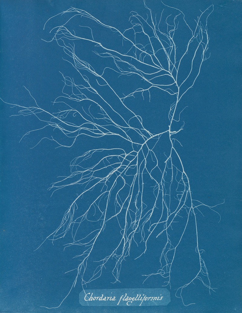Chordaria flagelliformis by Anna Atkins, 1843-1853 — digital art print download