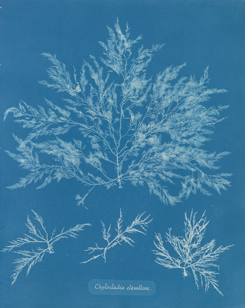 Chylocladia clavellosa by Anna Atkins, 1843-1853 — digital art print download