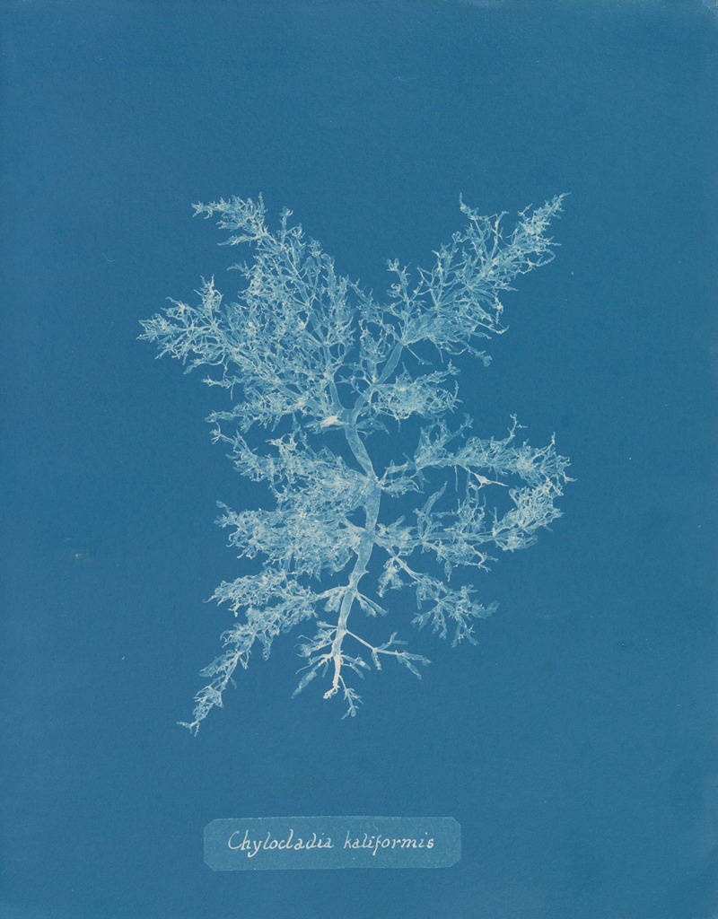 Chylocladia kaliformis by Anna Atkins, 1843-1853 — digital art print download