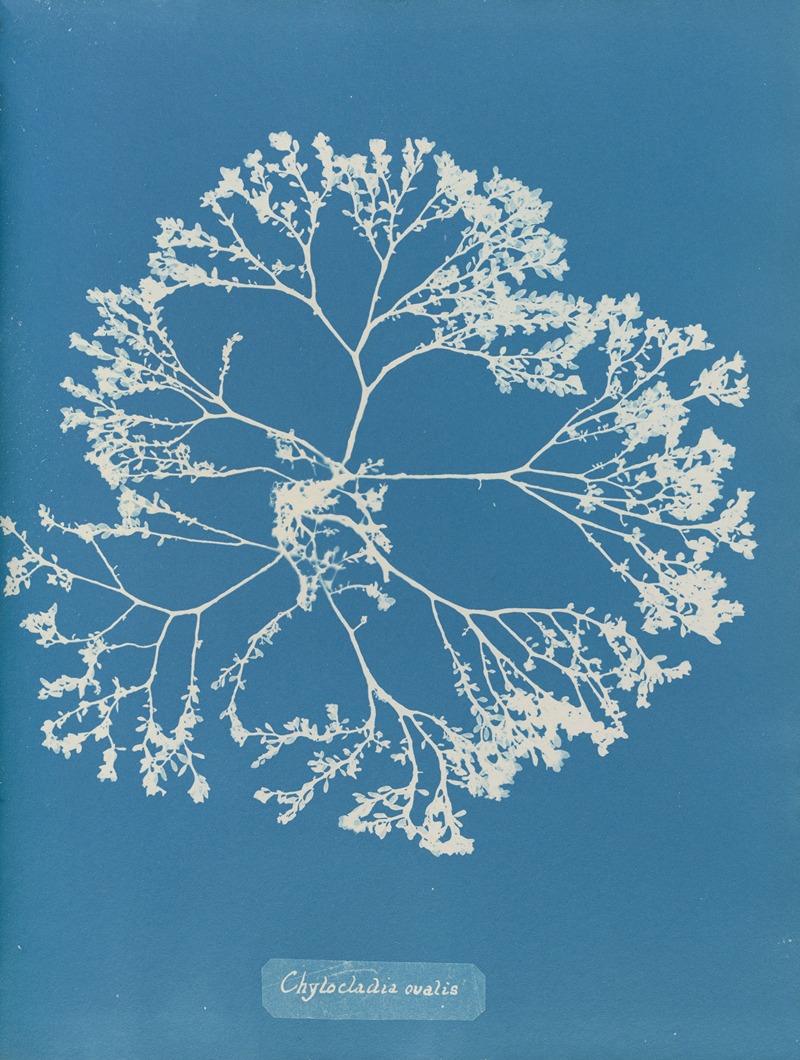 Chylocladia ovalis. by Anna Atkins, 1843-1853 — digital art print download