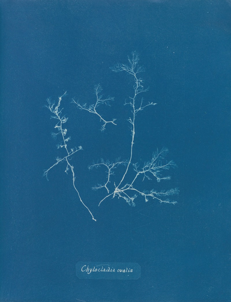 Chylocladia ovalis by Anna Atkins, 1843-1853 — digital art print download