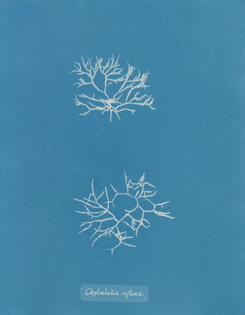 Chylocladia reflexa by Anna Atkins, 1843-1853 — digital art print download