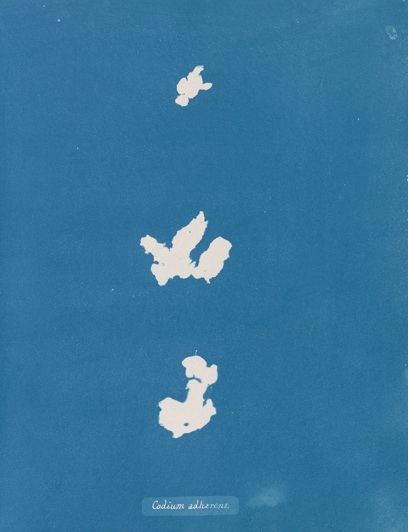 Codium adhaerens by Anna Atkins, 1843-1853 — digital art print download