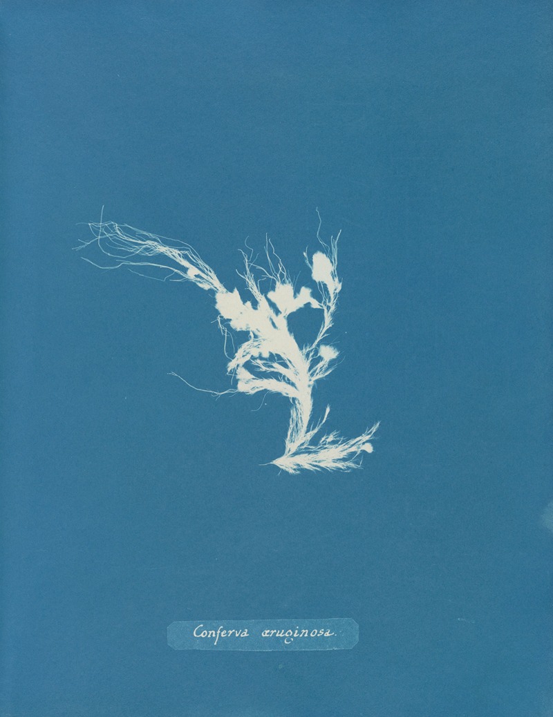 Conferva æruginosa by Anna Atkins, 1843-1853 — digital art print download