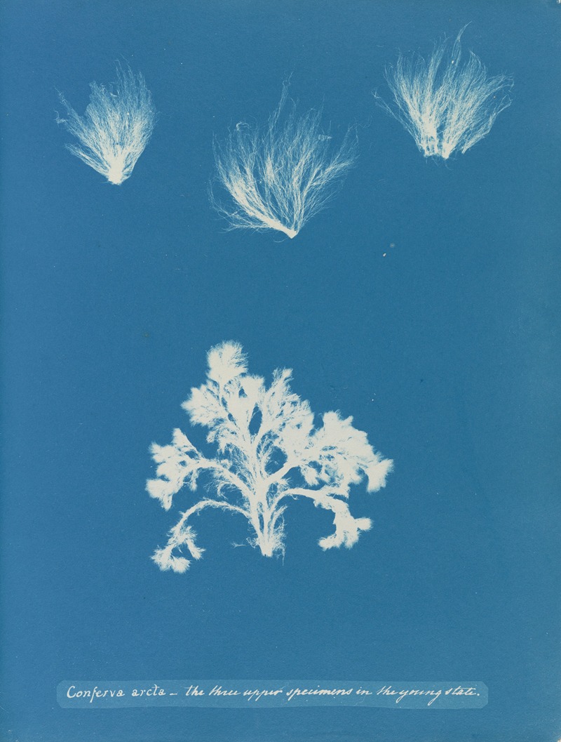 Conferva arcta; the three upper specimens in the young state by Anna Atkins, 1843-1853 — digital art print download