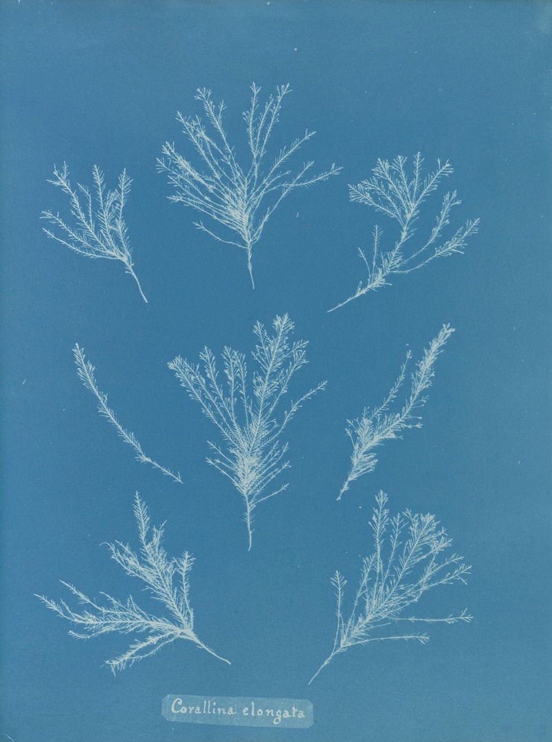 Corallina elongata by Anna Atkins, 1843-1853 — digital art print download
