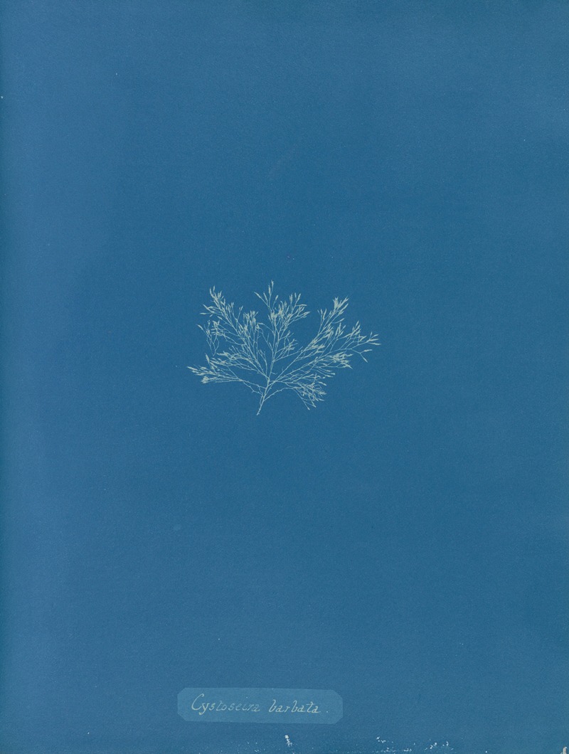 Cystoseira barbata. by Anna Atkins, 1843-1853 — digital art print download