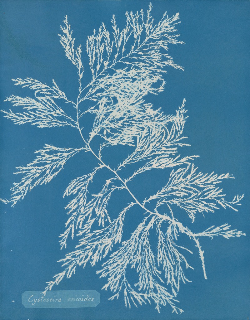 Cystoseira ericoides. by Anna Atkins, 1843-1853 — digital art print download