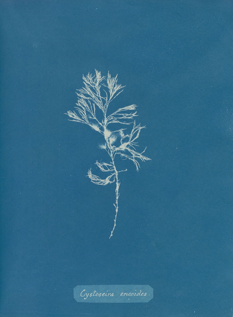 Cystoseira ericoides by Anna Atkins, 1843-1853 — digital art print download