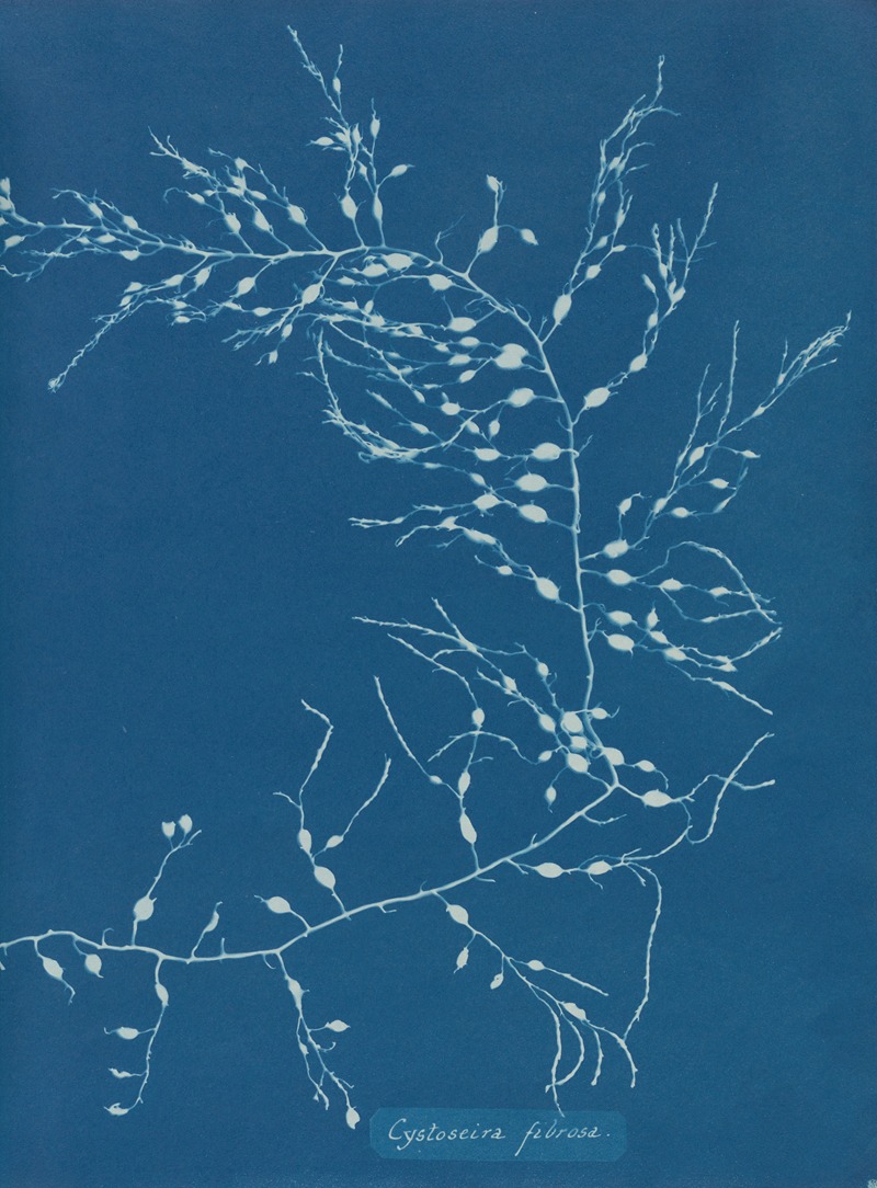 Cystoseira fibrosa by Анна Аткинс, 1843-1853 — digital art print download